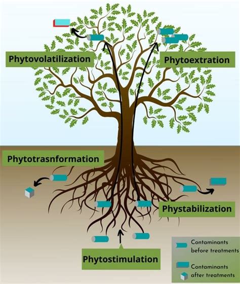 植物吸收重金屬|六種植物吸收重金屬之植生復育法研究 = Phytoremediation of。